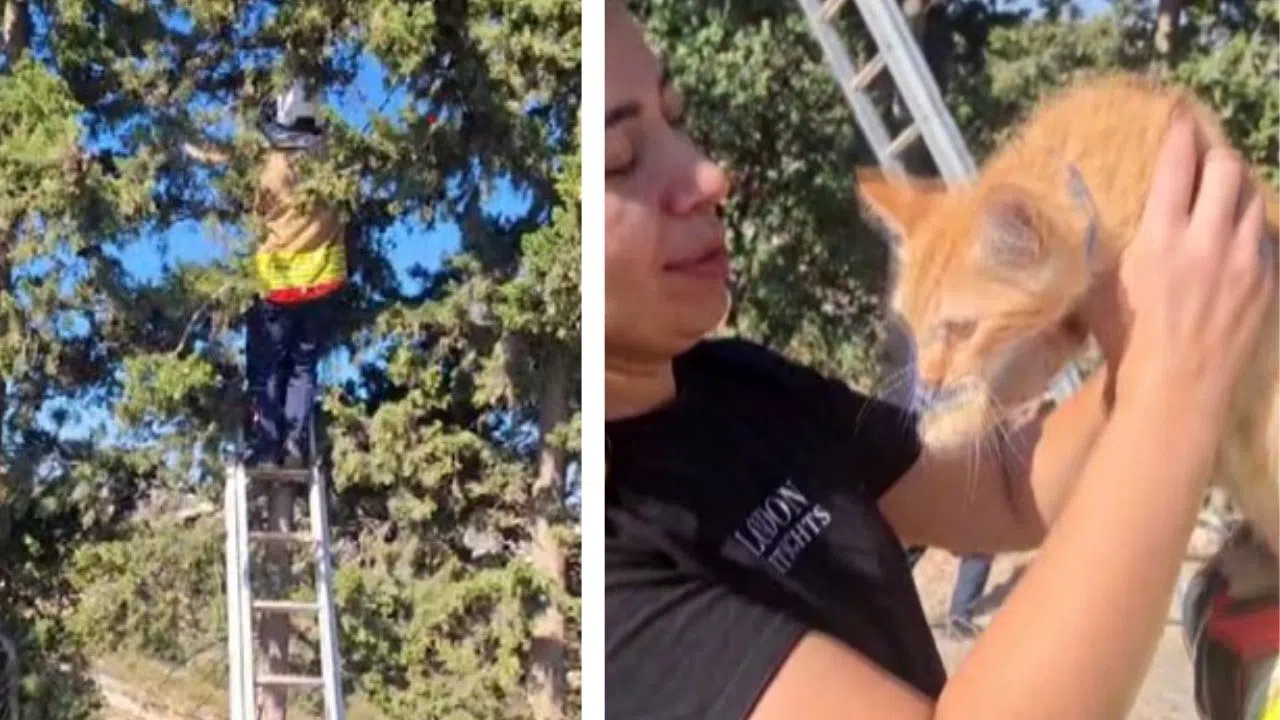 Ağaçta Mahsur Kalan Kedi İtfaiye Tarafından Kurtarıldı