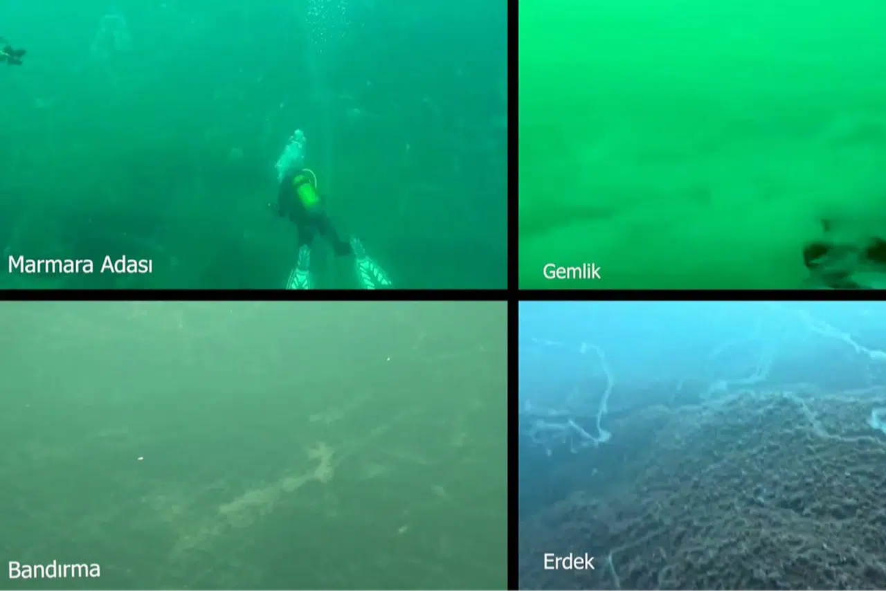 Marmara Denizi’ni Müsilaj Sardı: Prof. Dr. Sarı’dan Acil Uyarı