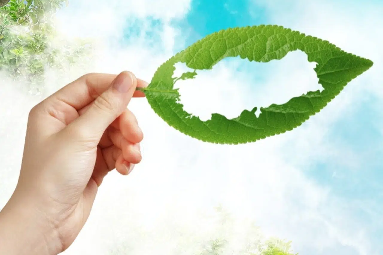 MEB'den 'yeşil vatan' seferberliği