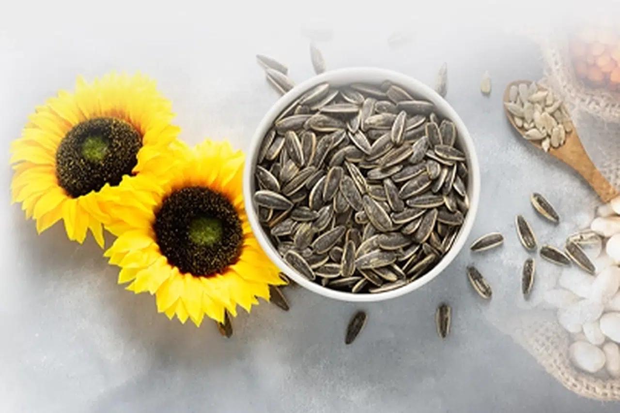 PAN-PA siyah çekirdek alımlarına başladı