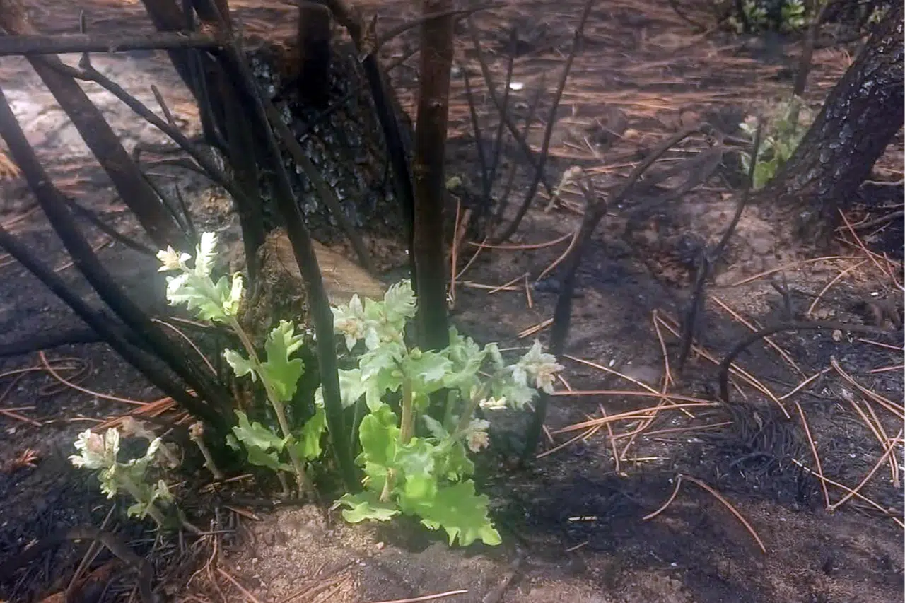 Yangın sonrası mucize! Meşe ağacı küllerden yeniden yeşerdi