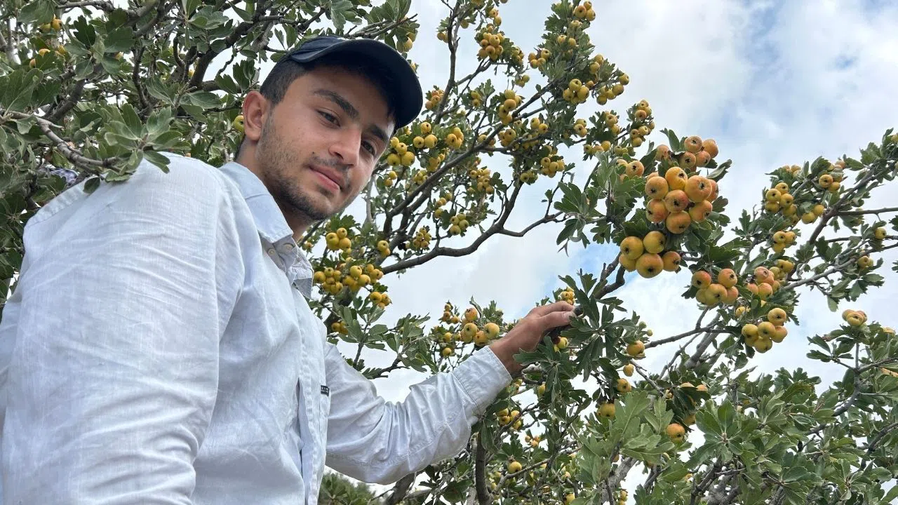 "Şifa Deposu" Alıçta Hasat Başladı