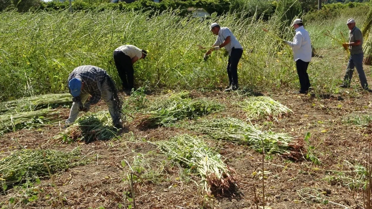 Altın susamın hasadı başladı, bu yıl 4 bin ton rekolte bekleniyor