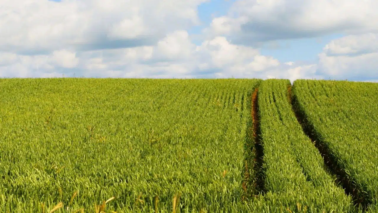 Fiyatı Gören Şaşıracak: Elbistan'da 11 Dönüm Arsaya Bu Fiyat İstendi