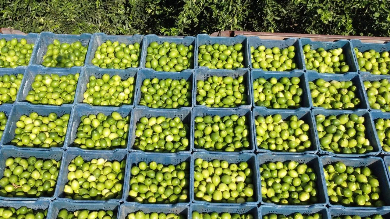 Avrupa’dan Yoğun Talep, Limon Fiyatları Yükselişte