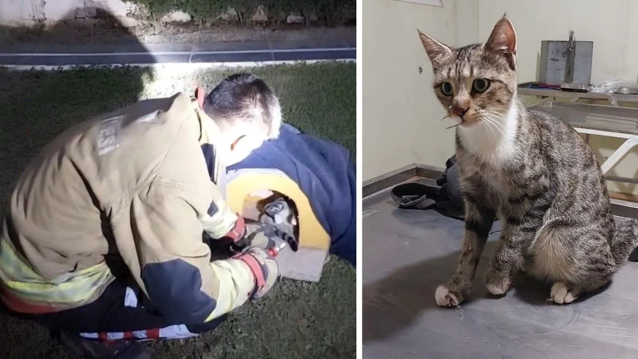 Balık Misinasına Dolanan Kedi İtfaiye Ekiplerince Kurtarıldı