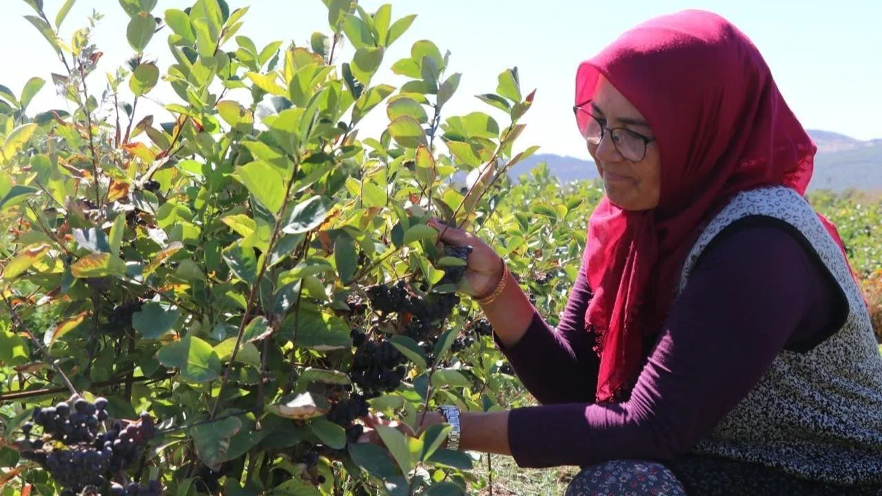Bin 200 fidanda yetiştirilen aronya hastalara ücretsiz ulaştırılacak