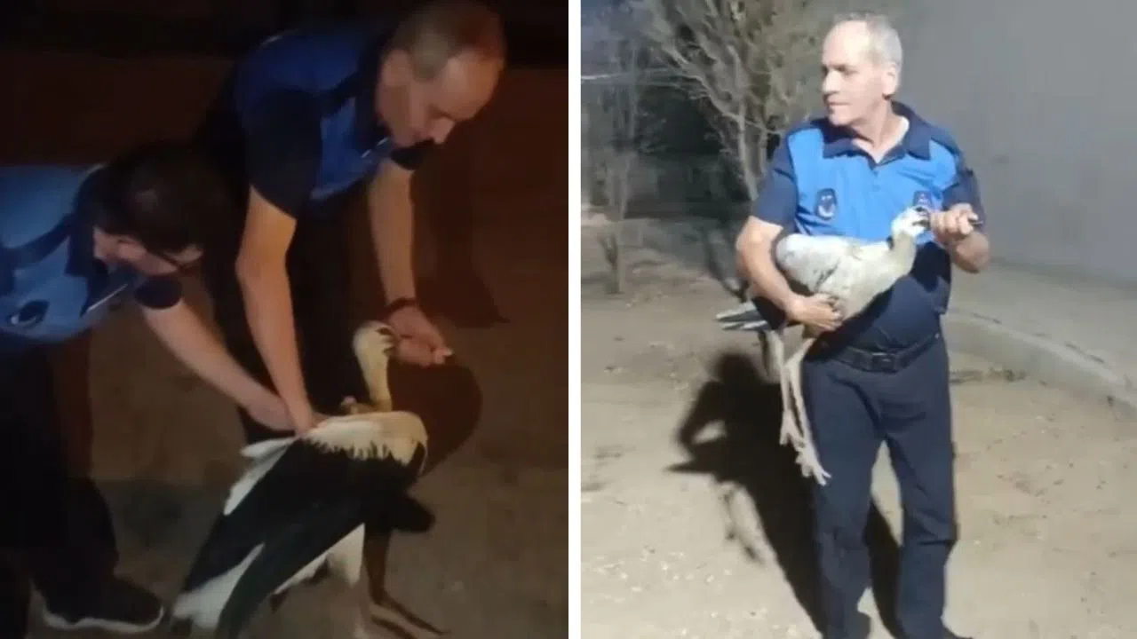 Bitkin Halde Bulunan Leylek Tedavi Altına Alındı