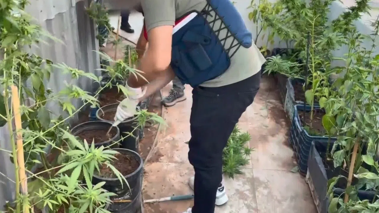 Jandarma Operasyonunda Saksılarda Yetiştirilen Kenevir Ele Geçirildi