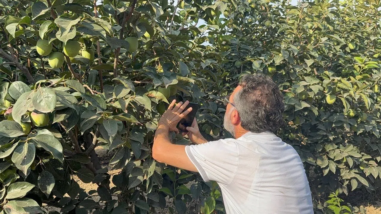 Cennet Hurması Üreticilerine Uyarı