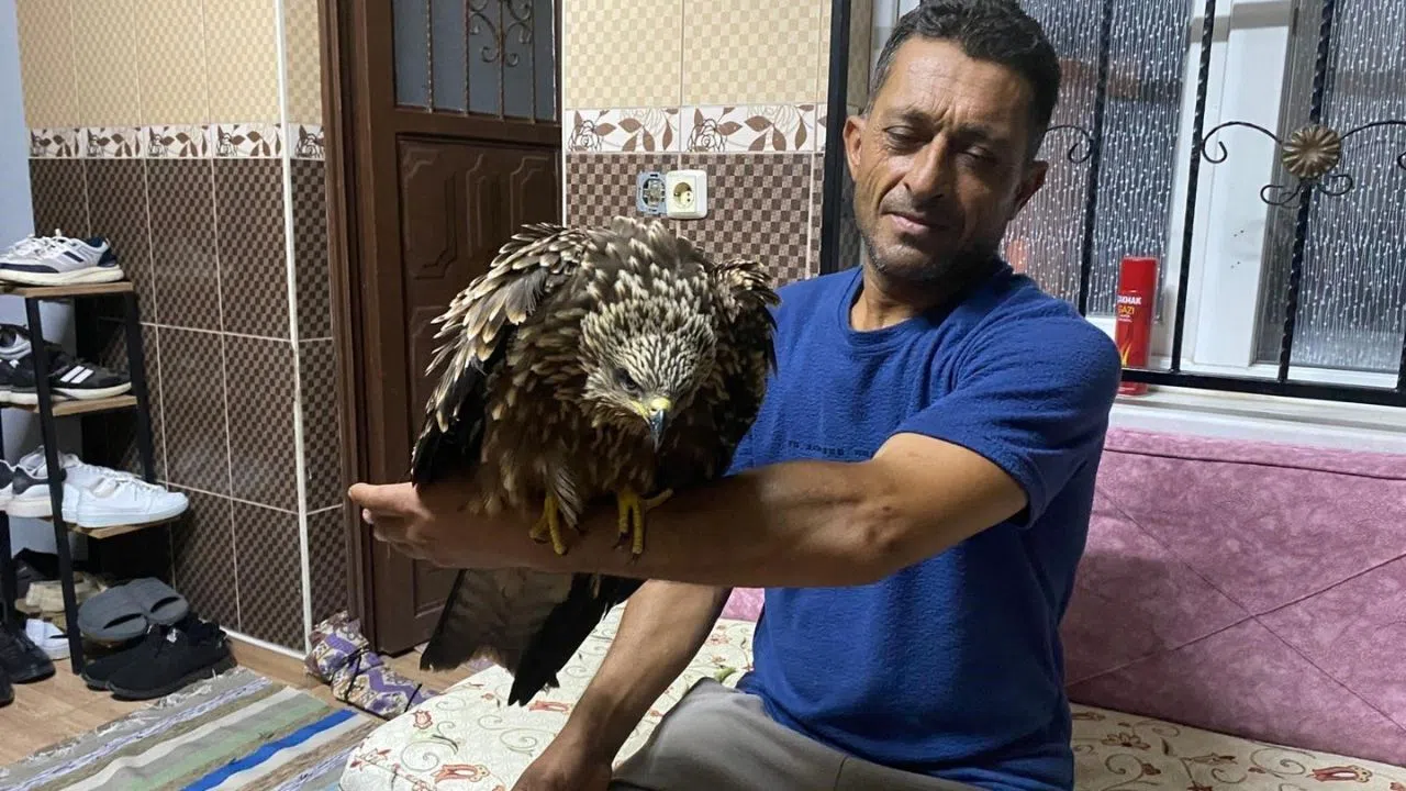 Çiftçi, Kanalda Bulduğu Şahini Kurtardı