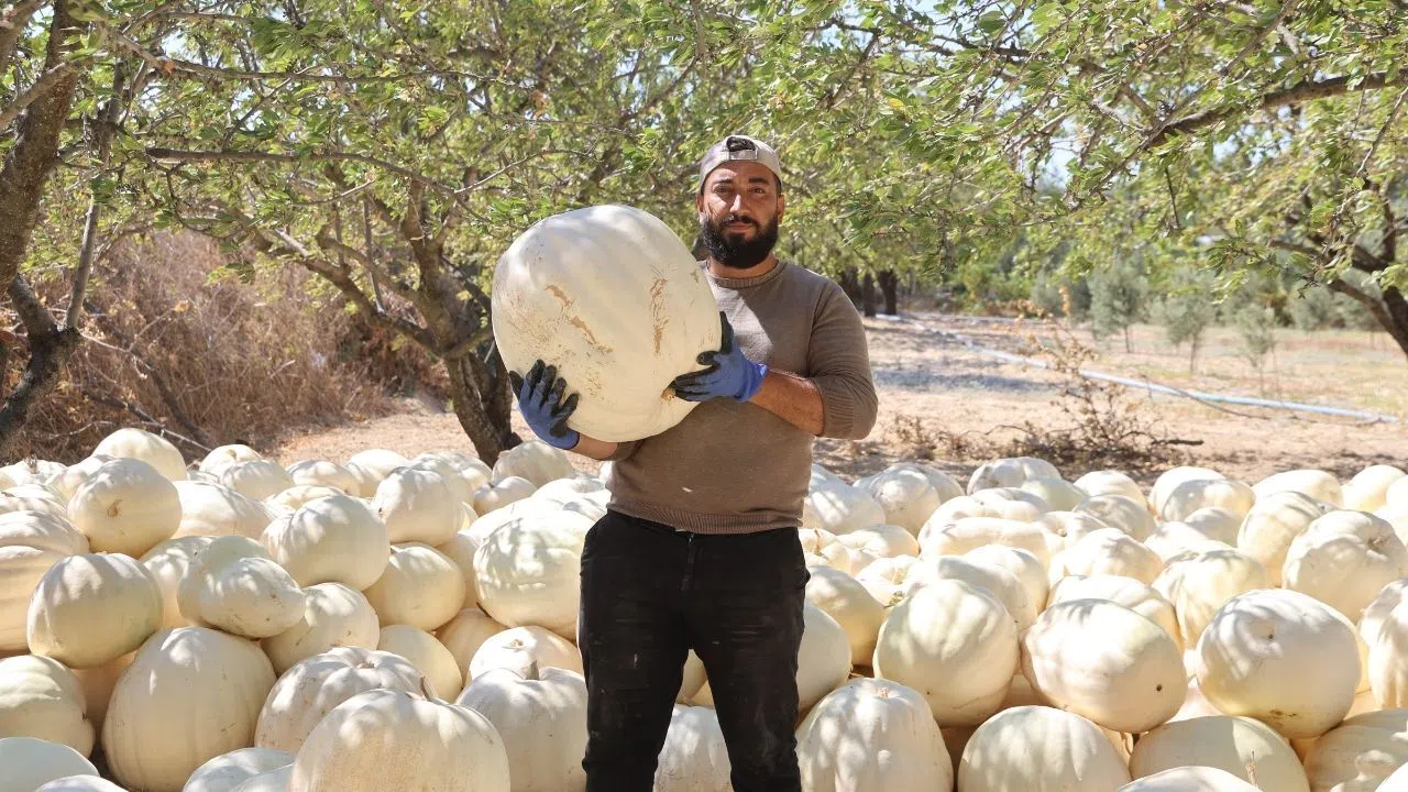 Coğrafi İşaretli Beyaz Kabakta Hasat Dönemi Başladı