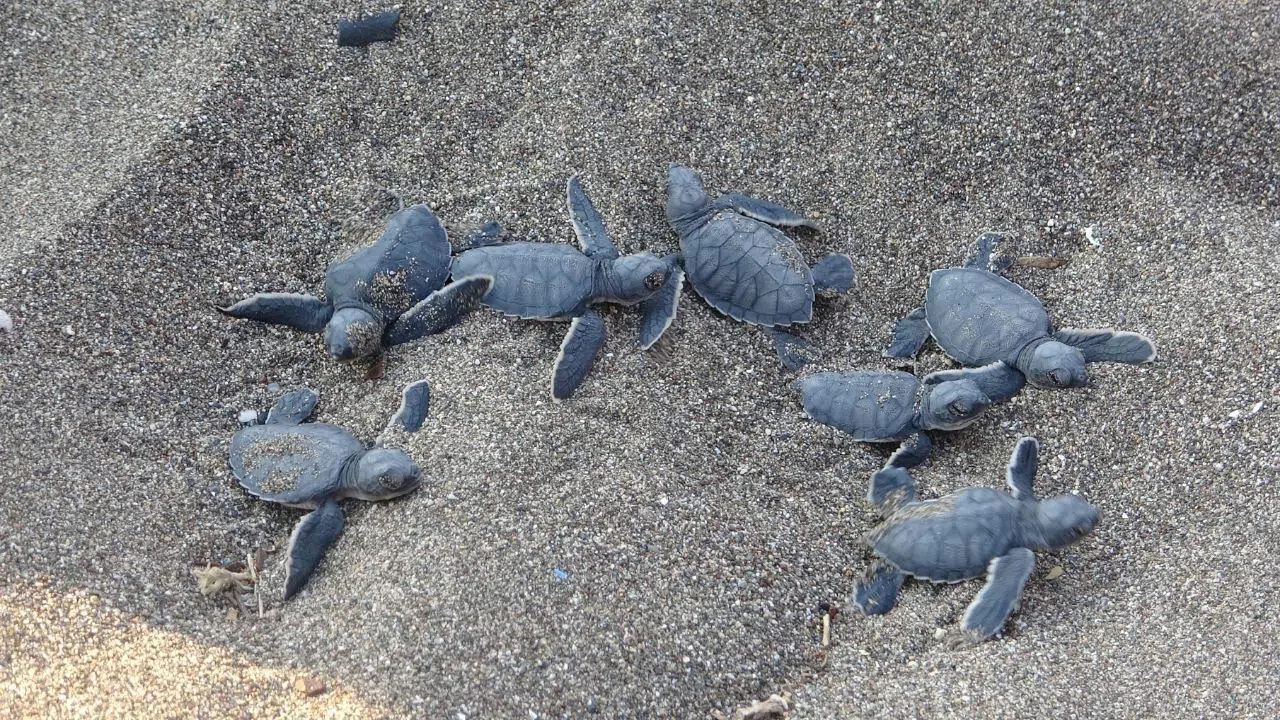 Deniz kaplumbağası sezonu tamamlandı, 210 bin yavru denize ulaştı