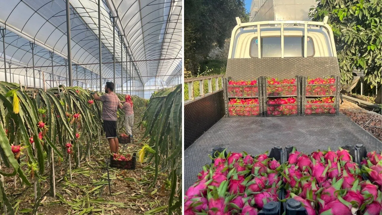 Ejder meyvesi hasadı başladı, kilosu 150 liraya satılıyor