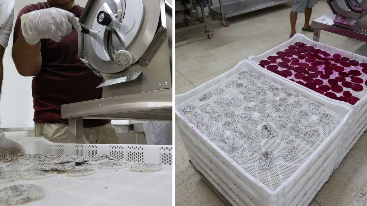 Ejder meyvesi kurutularak iç ve dış pazara sunuluyor