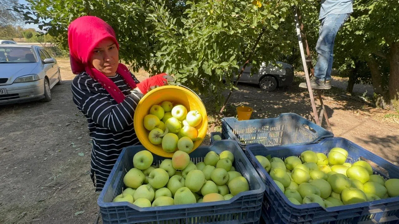 Elma Hasadı Başladı, Üretici Kuraklık Nedeniyle Zor Günler Yaşıyor