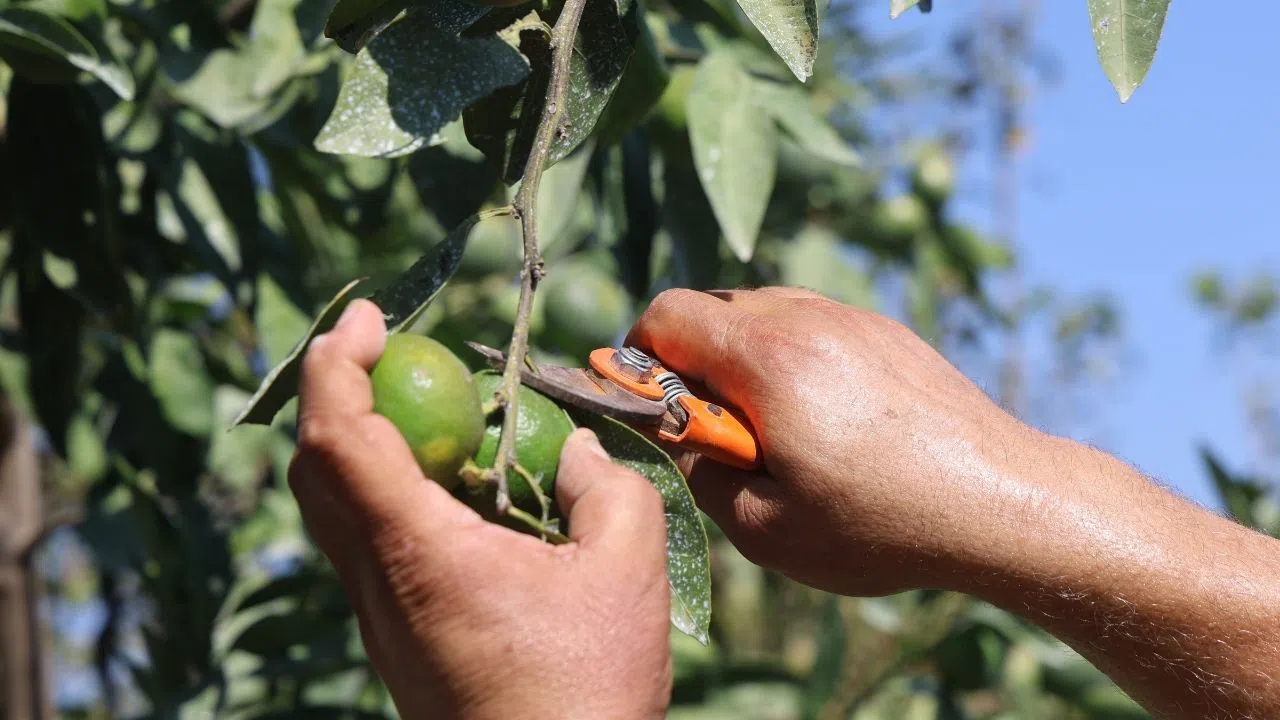 Erkenci Mandalina Hasadı Başladı, Fiyatlar 30-40 TL Arasında