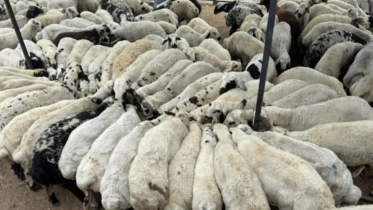 Kahramanmaraş'ta en çok hangi hayvan var: Şaşırtan veri açıklandı