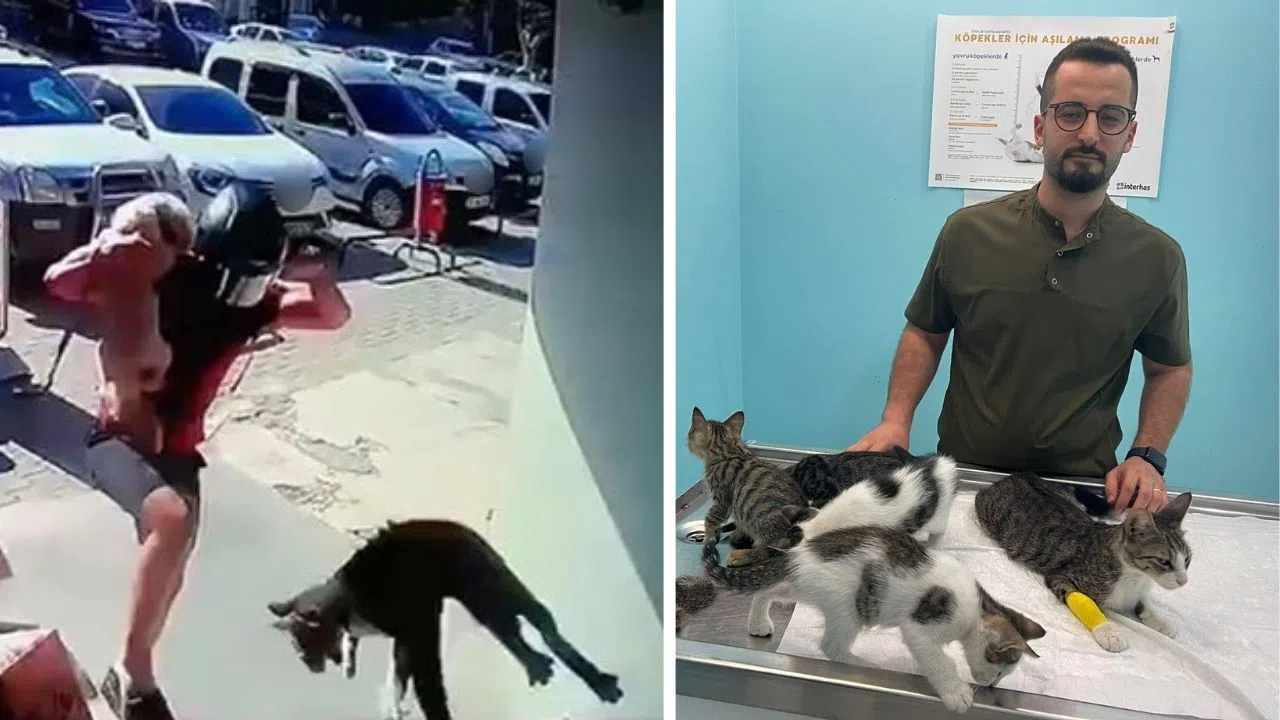 Hayvana Şiddet Olayında Şüpheli Cezaevine Gönderildi