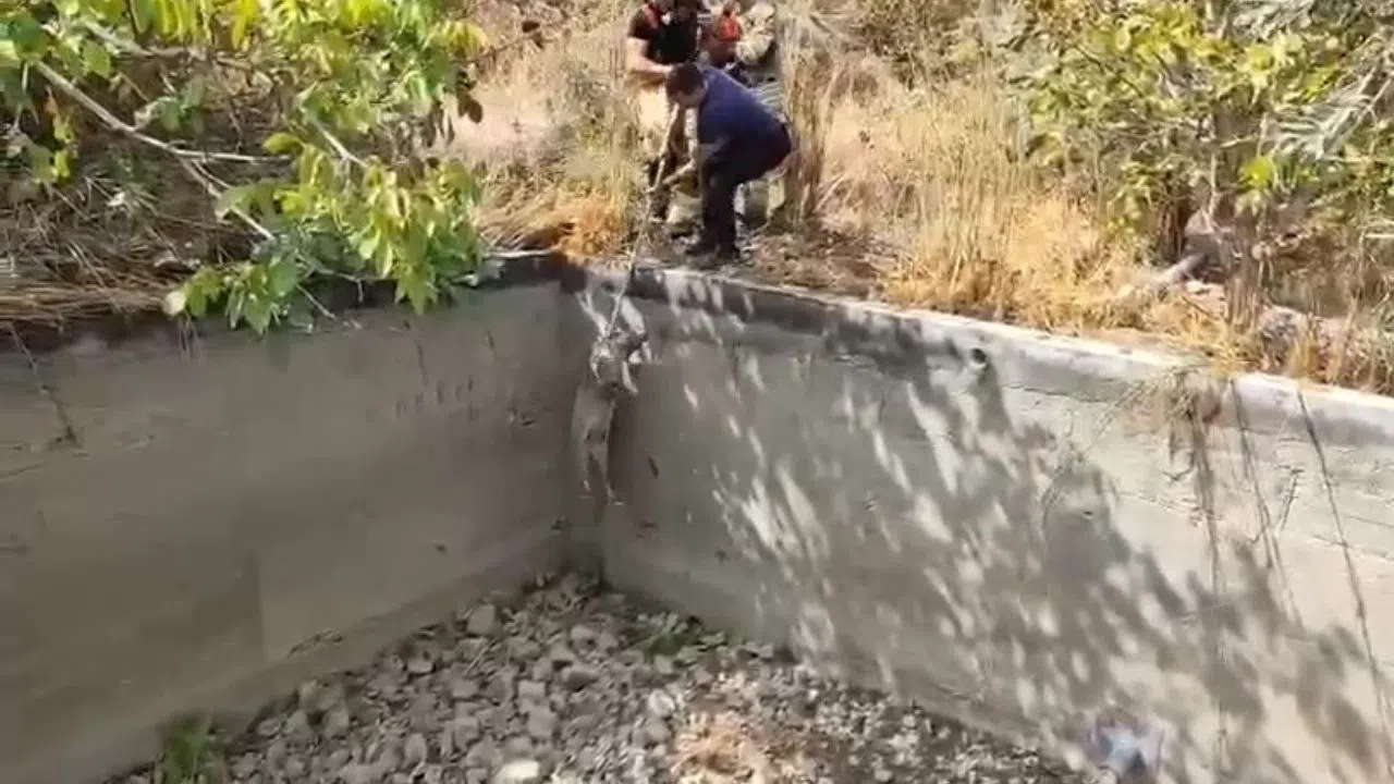 İtfaiye, Sulama Havuzuna Düşen Domuzu Kurtardı