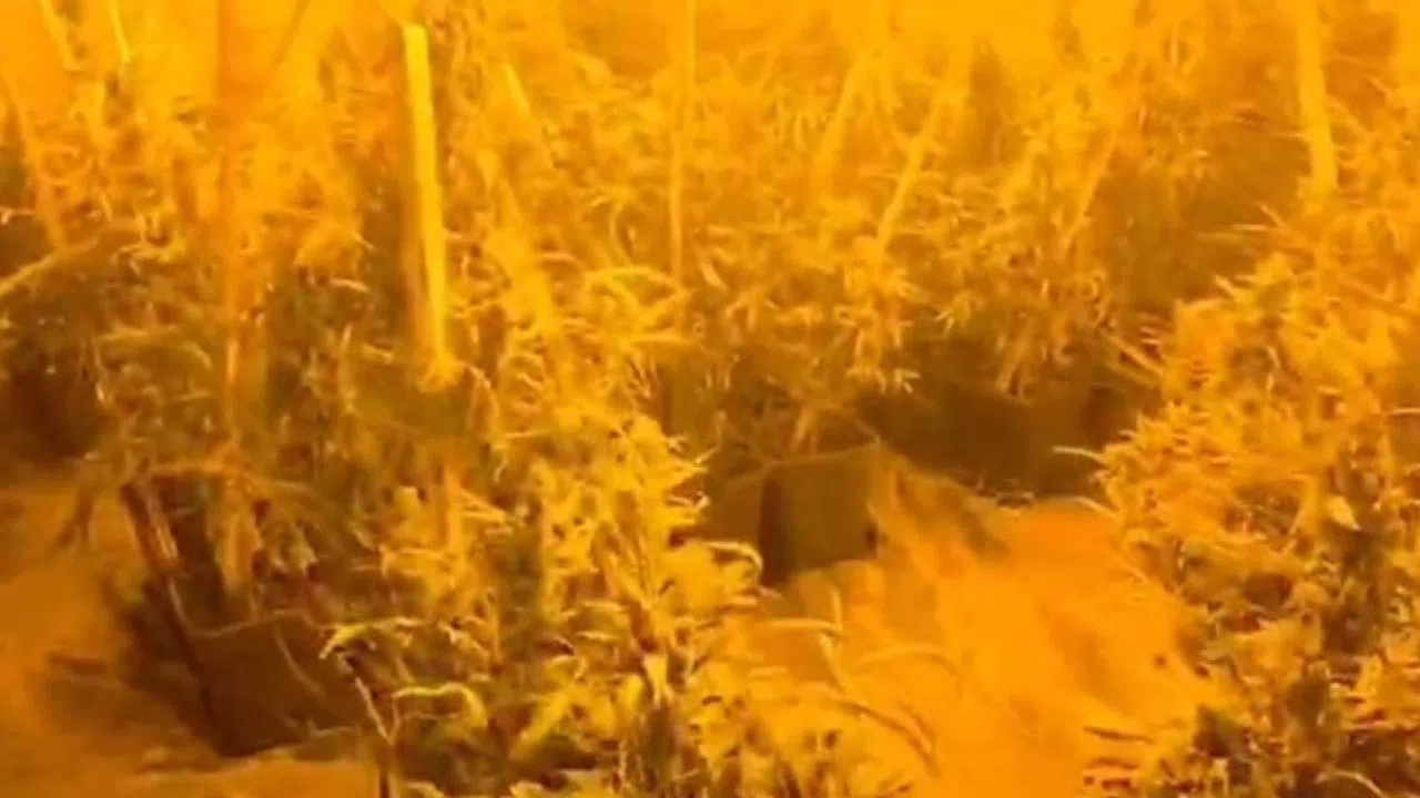 Jandarma 3 Konteynerde Skunk Üretimini Ortaya Çıkardı