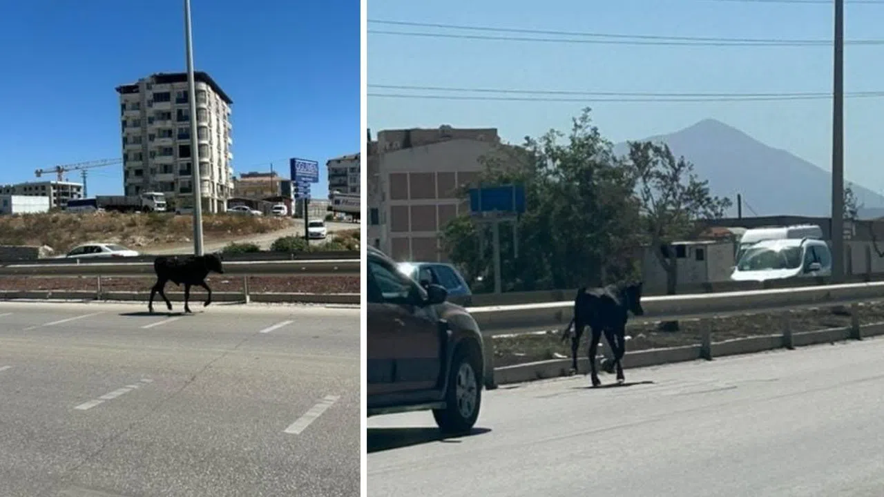 Kaçan Buzağı Karayolunda Trafiği Birbirine Kattı