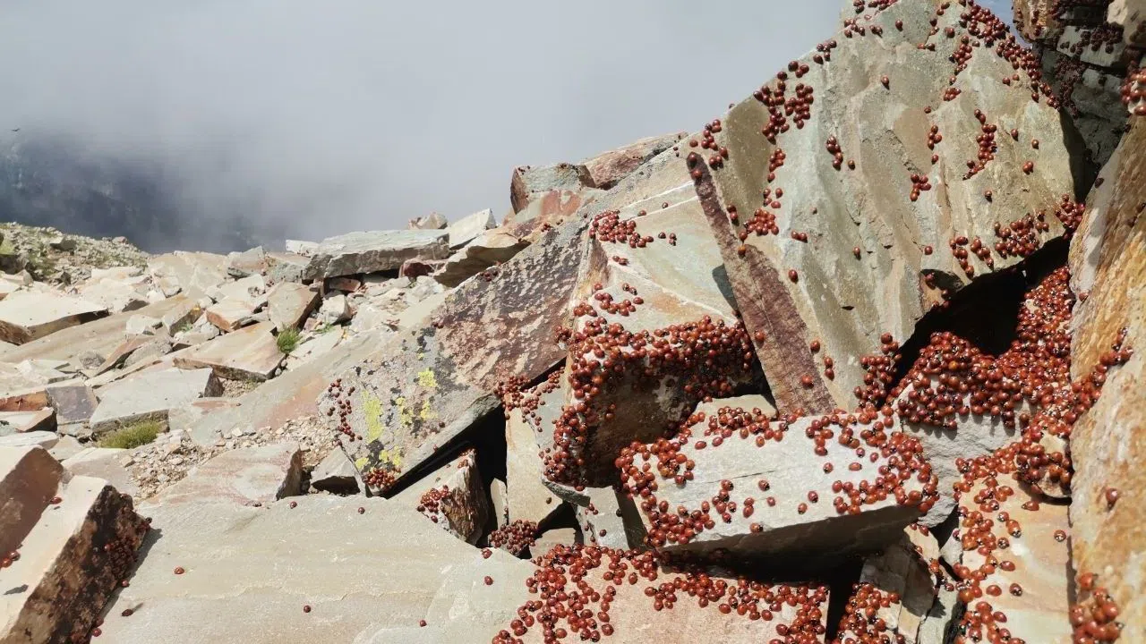 Kahramanmaraş’ın Doğal Cenneti Uludaz Tepesi