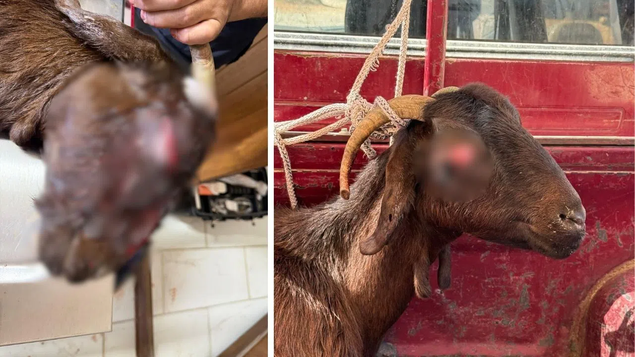 Kahramanmaraş’ta 7 Santimlik Tümör Keçinin Gözünden Alındı