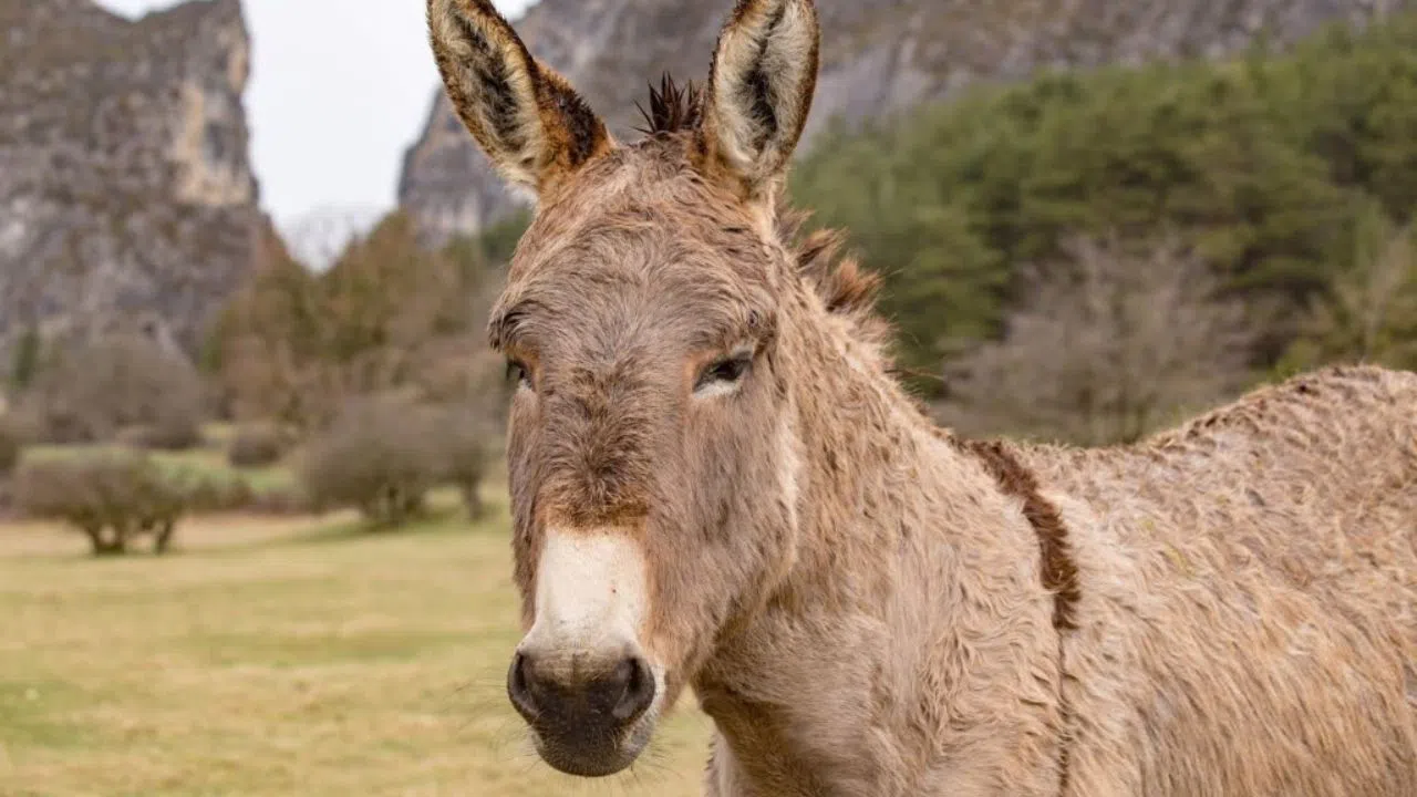 Kahramanmaraş’ta Eşek Sayısı Açıklandı