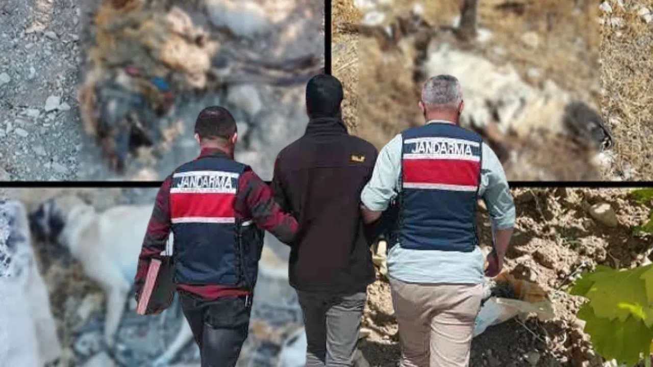 Kahramanmaraş’ta Köpekleri Zehirlediği Öne Sürülen Kişi Gözaltına Alındı