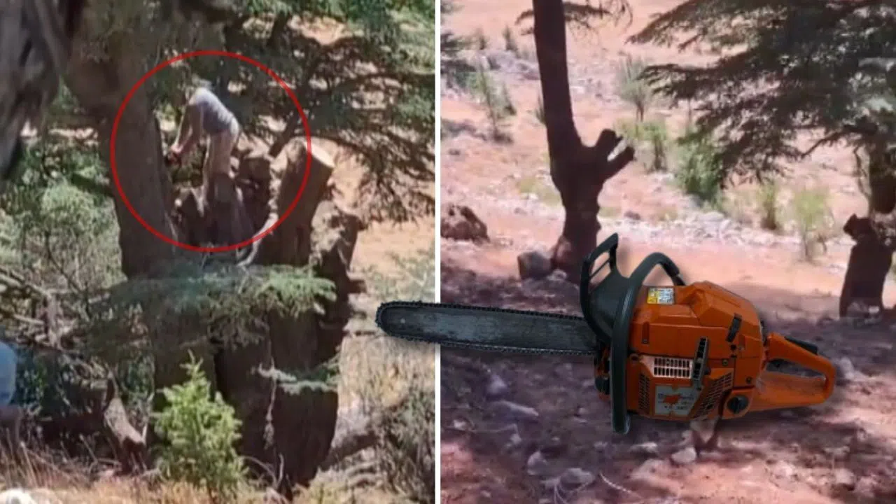 Kahramanmaraş’ta Ormanlık'ta Ağaçları Kesen 2 Kişi Yakalandı