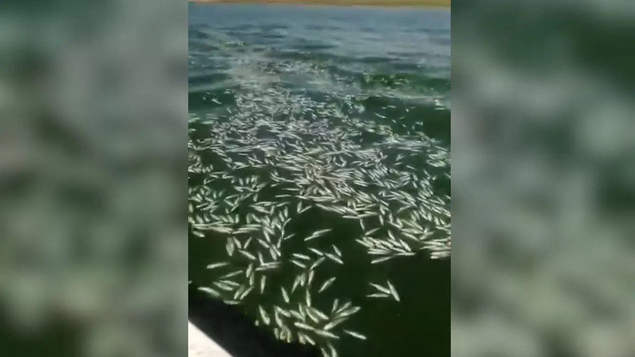 Kahramanmaraş’ta Sır Barajı’nda On Binlerce Balık Telef Oldu