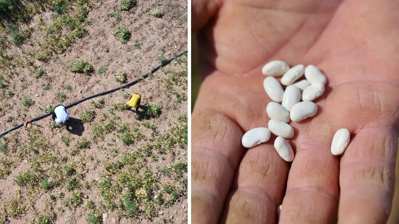 Kar Suyuyla Beslenen Beyaz Fasulyede Hasat Başladı