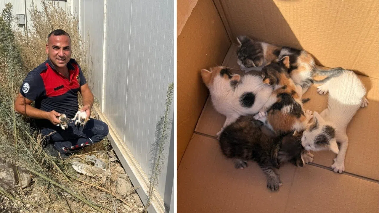 Konteyner Altında Mahsur Kalan Yavru Kedileri İtfaiye Kurtardı