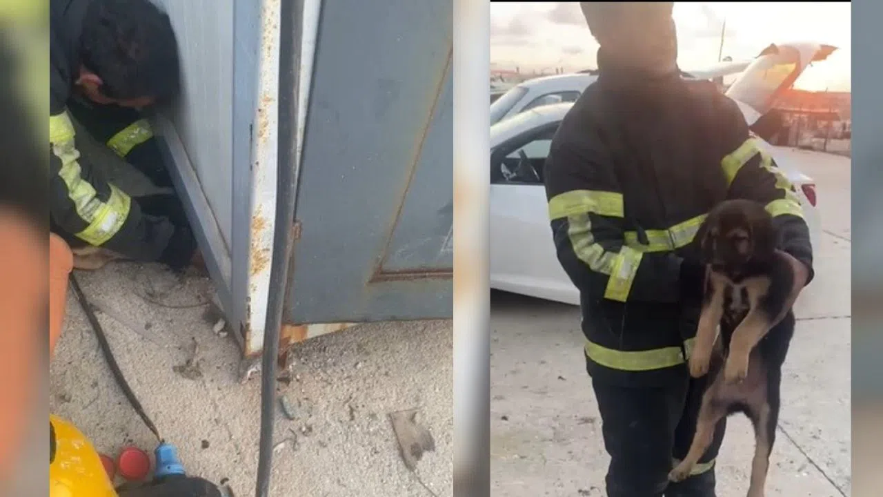 Konteyner Altında Mahsur Kalan Yavru Köpek Kurtarıldı