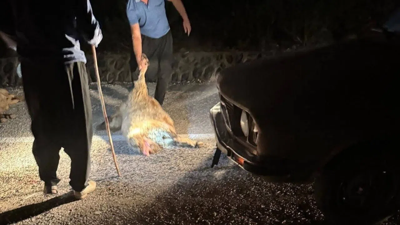 Köy Yolunda Meydana Gelen Kazada 11 Koyun Can Verdi