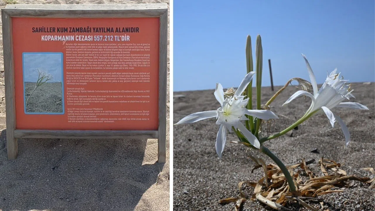 Kum Zambaklarını Koparanlara 557 Bin Lira Ceza