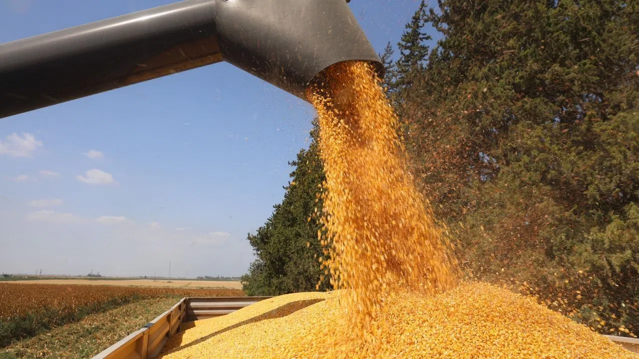 Kurak Yaz, Ovada Mısır Hasadını Olumsuz Etkiledi