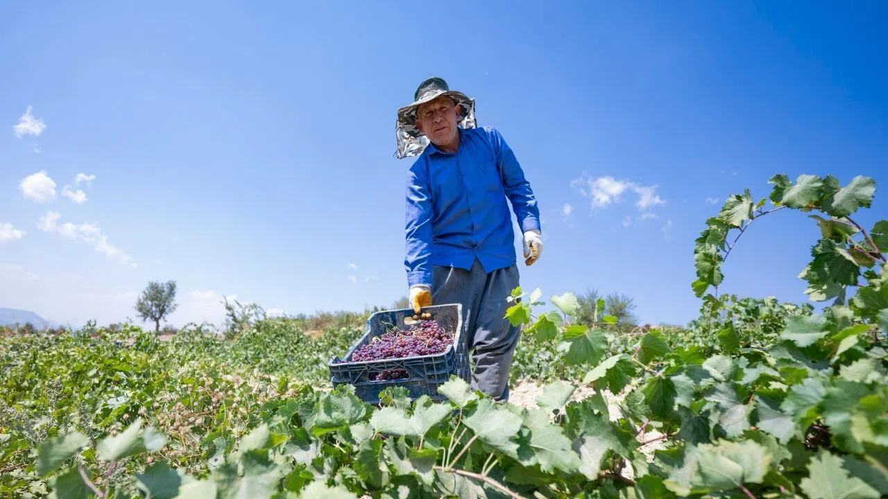Kuş Üzümü Coğrafi İşaret Tesciliyle Değer Kazandı