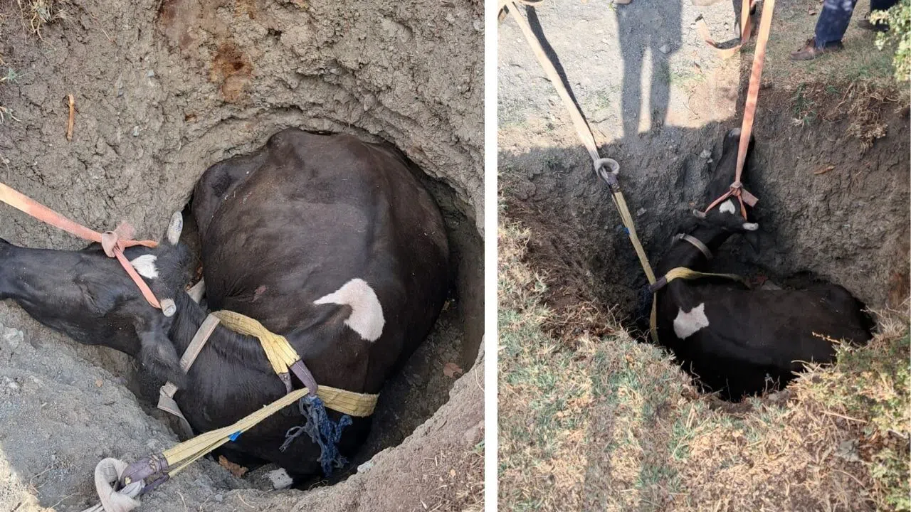 Kuyuya Düşen İnek 2 Saatlik Çalışmayla Kurtarıldı