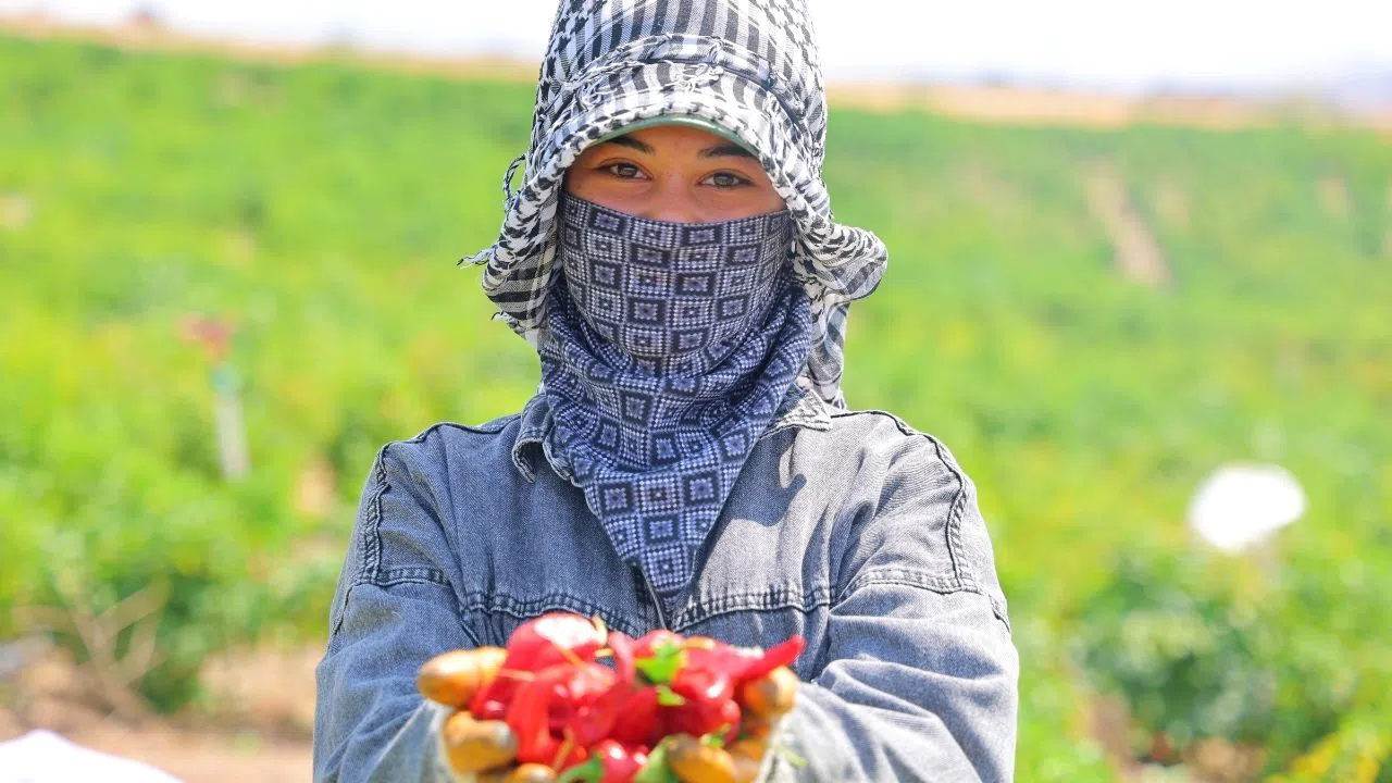Kahramanmaraş Biberinde Hasat Zamanı Başladı