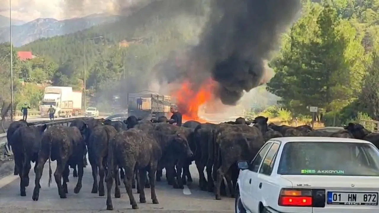 Otoyolda Hayvan Yüklü Tırda Yangın Çıktı