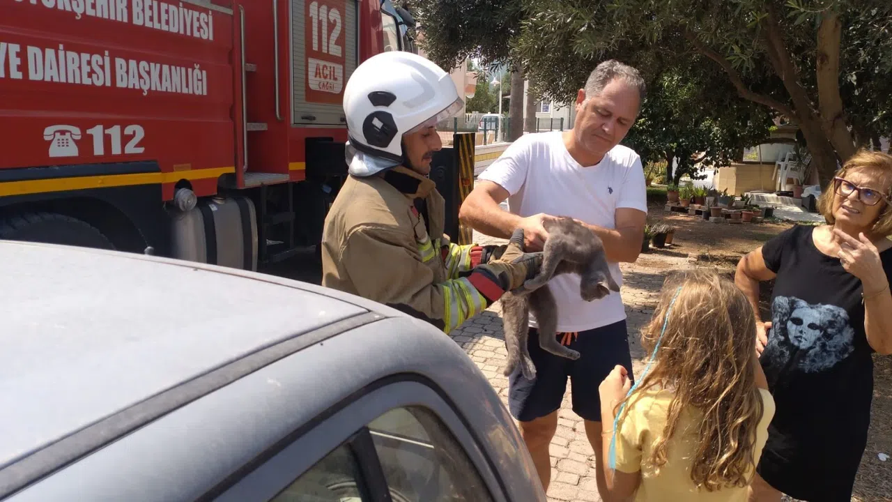 Palmiye Ağacında Mahsur Kedi Kurtarıldı