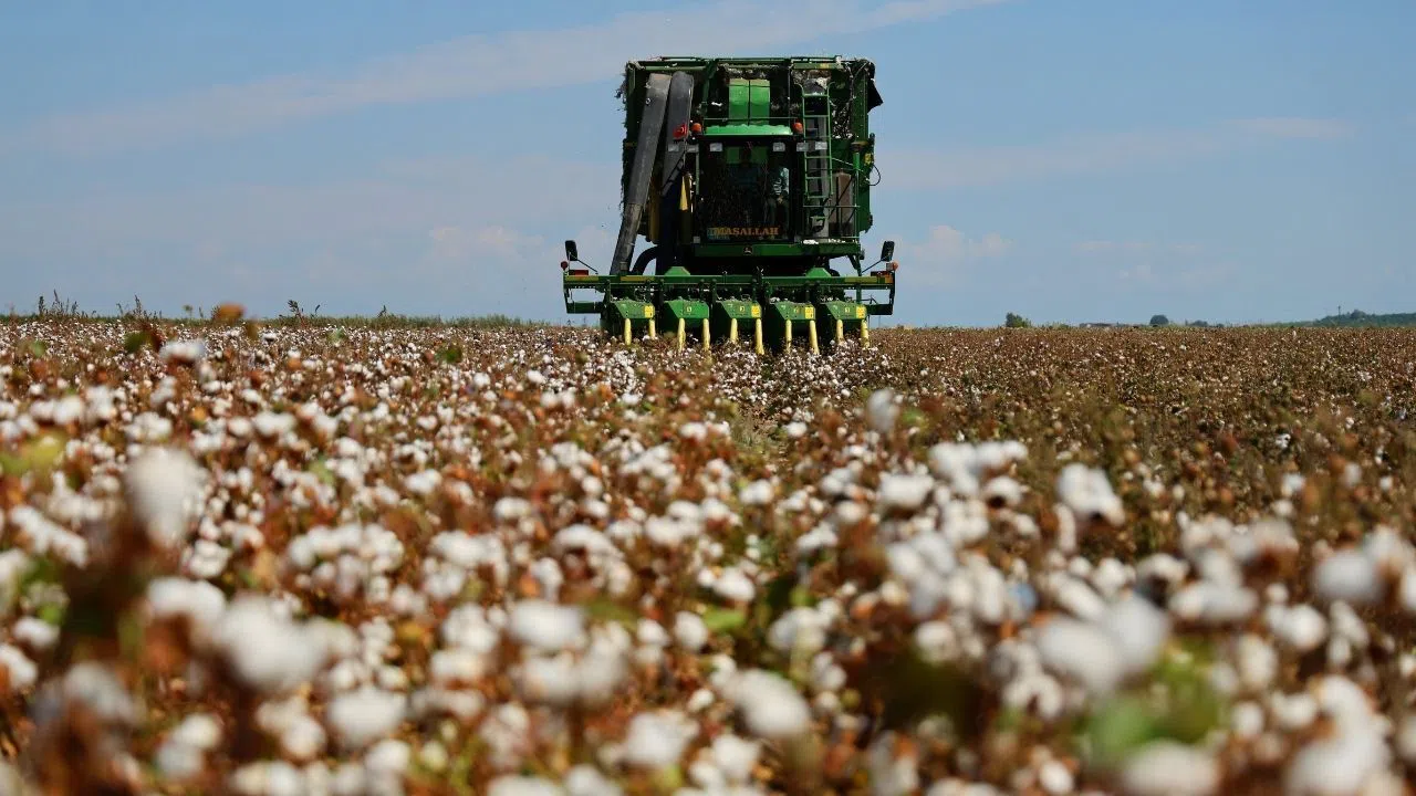 Pamuk Hasadında Verim Düşüşü Yaşanıyor