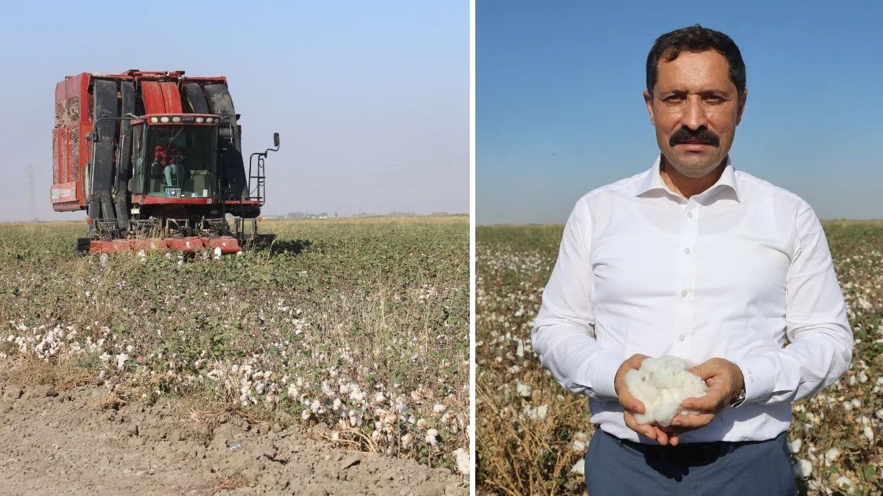 Pamuk Tarlalarında Rekolte Sevinci: 140 Bin Ton Beklenti Var