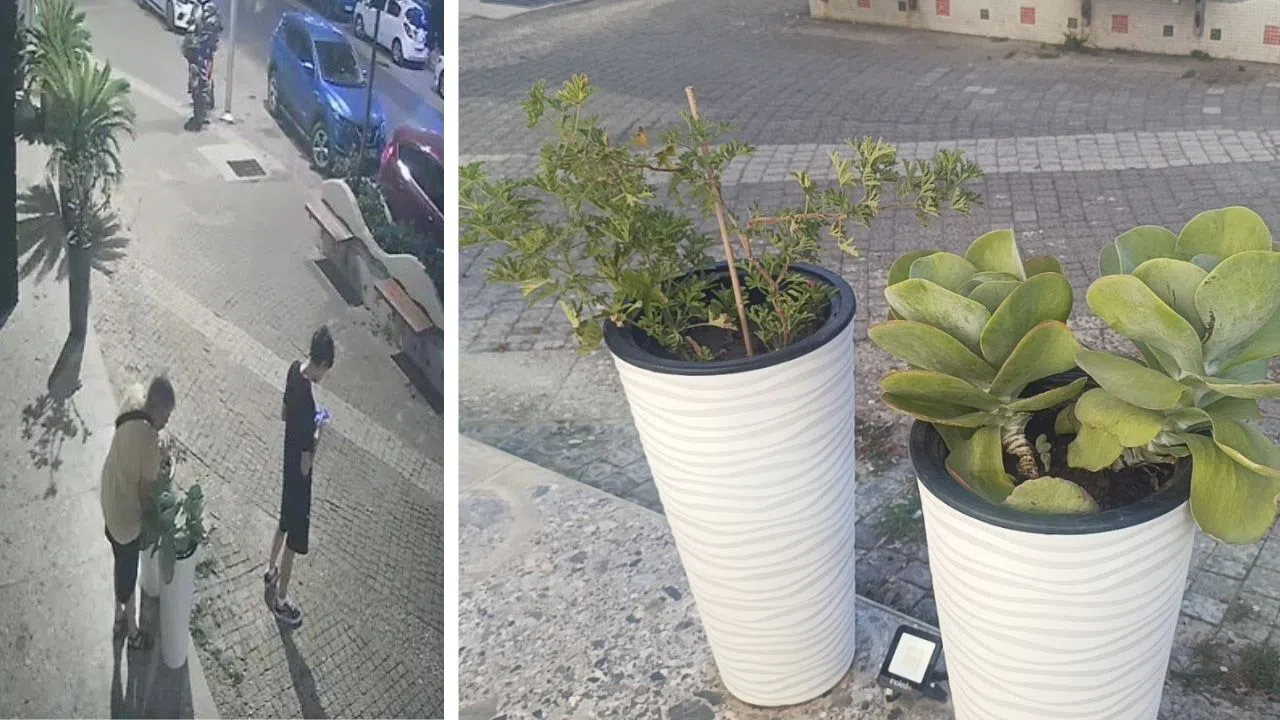 Saksıdaki Çiçeği Koparıp Götüren Kadının Davranışı Tepki Çekti