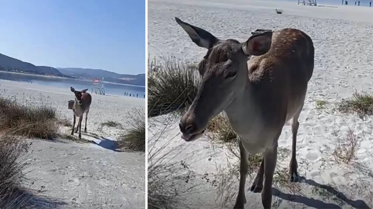 Salda Gölü’nde Doğaya Bırakılan Geyikler Görüntülendi
