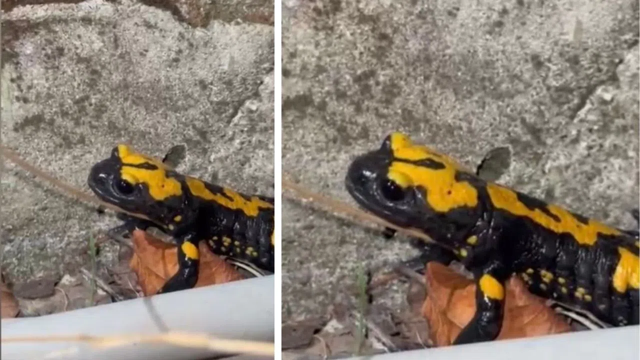 Sarı Benekli Semender Doğa Severlerin Objektifinde