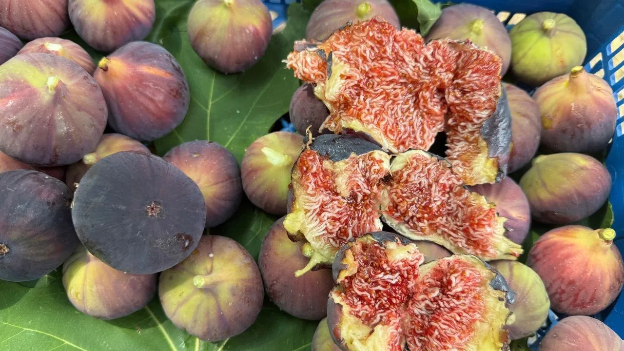 Beklenen Siyah İncir Hasadı Başladı