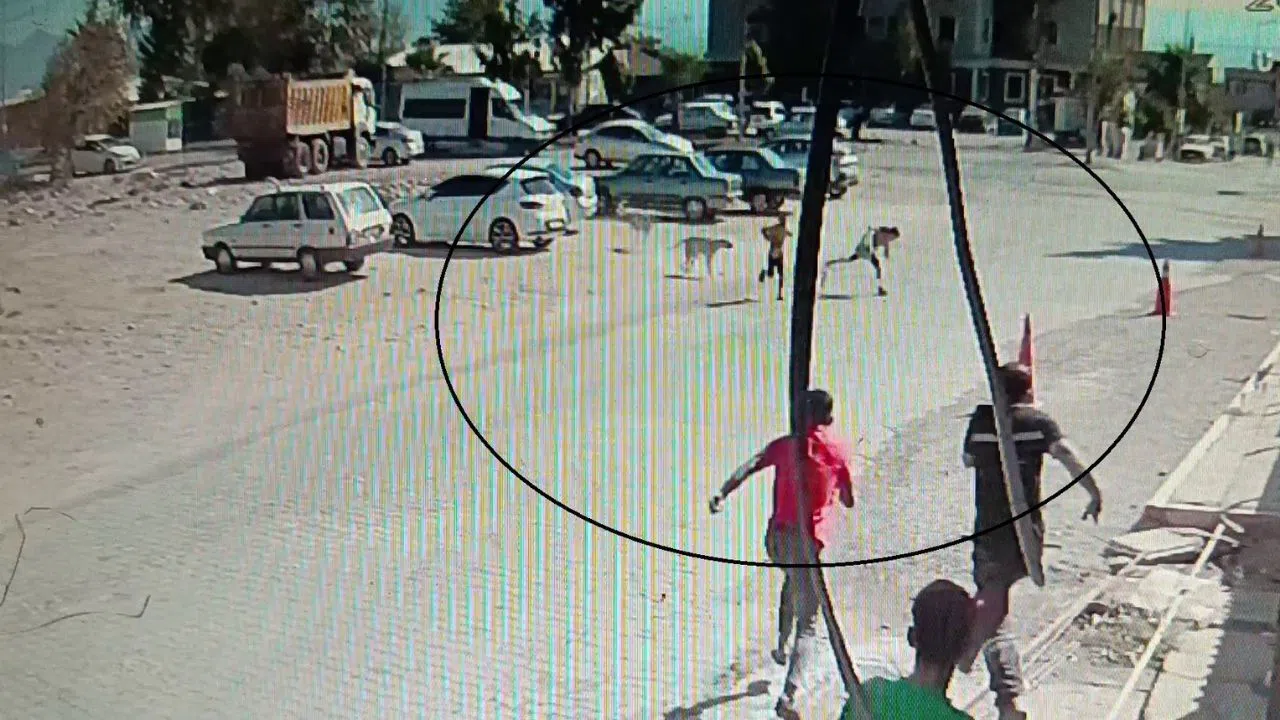 Sokak Köpekleri Çocuklara Saldırdı, Çevredekiler Yardıma Koştu